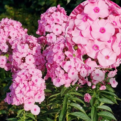 Phlox paniculata 'Herbstwalzer' - Aed-leeklill 'Herbstwalzer' P9/0,55L        